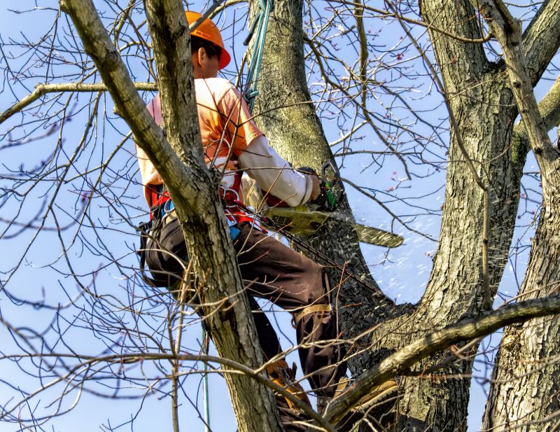 Tree removal process