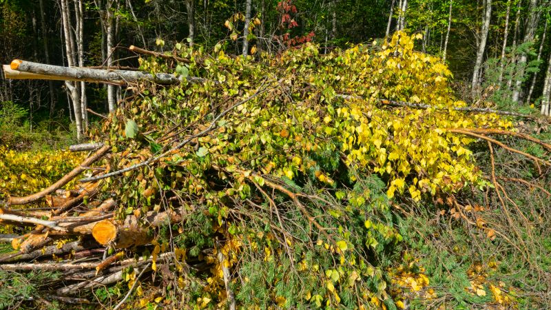 Fall Land Clearing