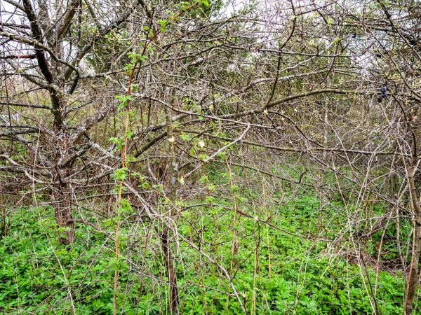 Underbrush Clearing in Champaign