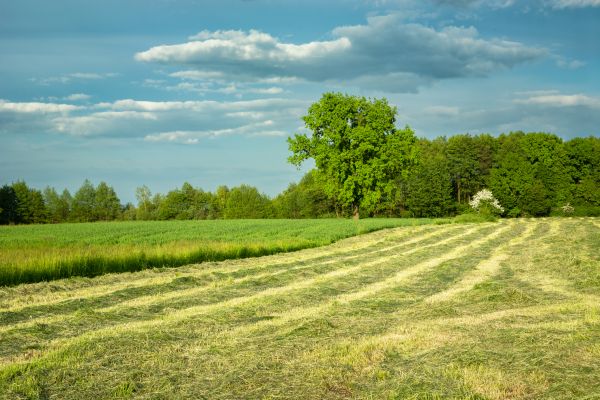 Vegetation Removal in Champaign