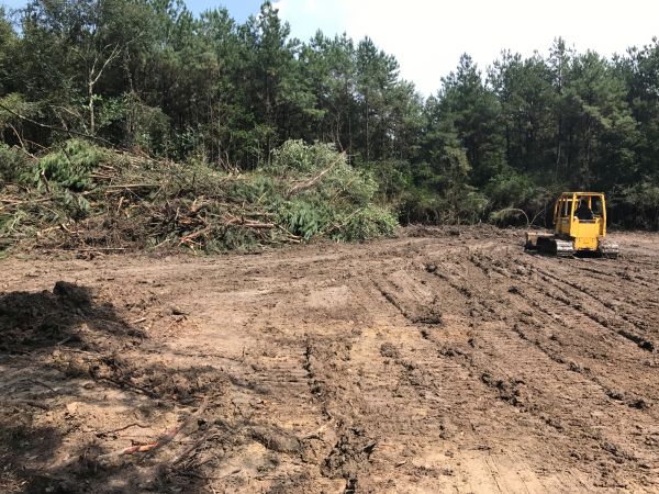 Thicket Clearing in Champaign